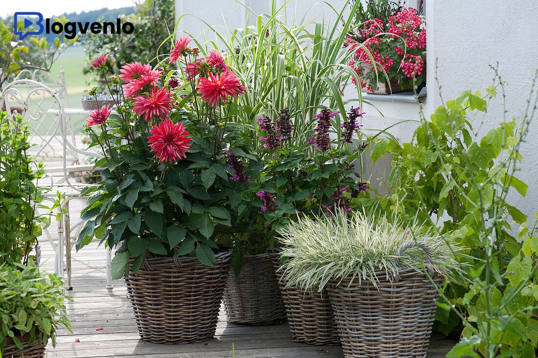 Die besten Dahlienarten für Töpfe: Welche sind ideal für dein Zuhause?