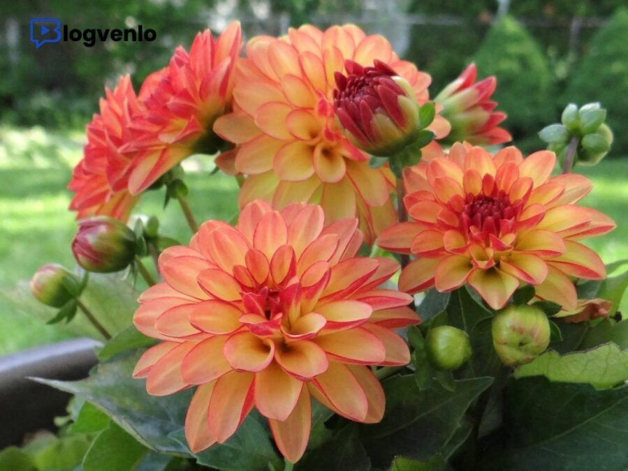 dahlien im topf